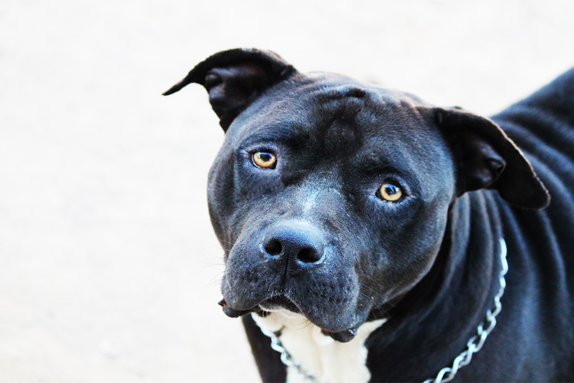 Cock Diesel Kennels, Cock Diesel Bloodline, Arizona Bully Breeder, 1 kennel in the in the world for pockets, xl, extreme, exotic bullys,  blue pitbulls, American Bully,ABKC, United States Bully Breeder
