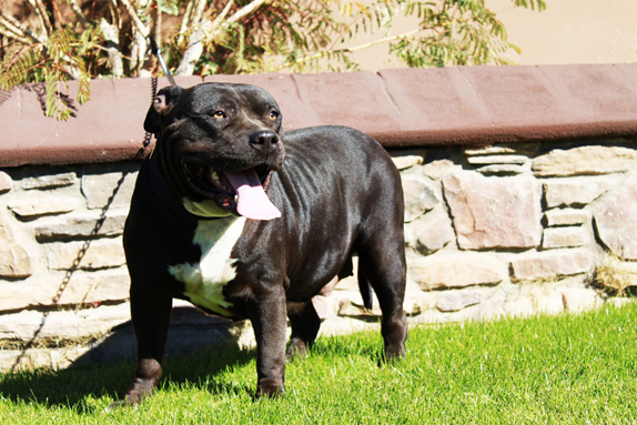Cock Diesel Kennels, Cock Diesel Bloodline, Arizona Bully Breeder, 1 kennel in the in the world for pockets, xl, extreme, exotic bullys, blue pitbulls, American Bully,ABKC, United States Bully Breeder