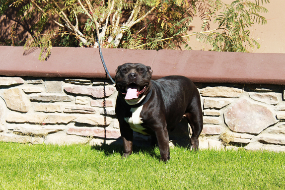 Cock Diesel Kennels, Cock Diesel Bloodline, Arizona Bully Breeder, 1 kennel in the in the world for pockets, xl, extreme, exotic bullys, blue pitbulls, American Bully,ABKC, United States Bully Breeder