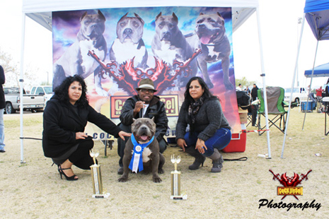 Cock Diesel Kennels, Cock Diesel Bloodline, Arizona Bully Breeder, 1 kennel in the in the world for pockets, xl, extreme, exotic bullys,  blue pitbulls, American Bully,ABKC, United States Bully Breeder