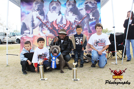 Cock Diesel Kennels, Cock Diesel Bloodline, Arizona Bully Breeder, 1 kennel in the in the world for pockets, xl, extreme, exotic bullys,  blue pitbulls, American Bully,ABKC, United States Bully Breeder