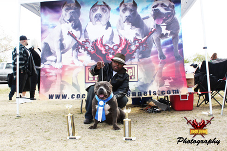 Cock Diesel Kennels, Cock Diesel Bloodline, Arizona Bully Breeder, 1 kennel in the in the world for pockets, xl, extreme, exotic bullys,  blue pitbulls, American Bully,ABKC, United States Bully Breeder