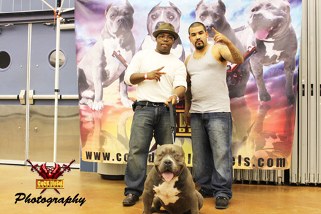 Cock Diesel Kennels, Cock Diesel Bloodline, Arizona Bully Breeder, 1 kennel in the in the world for pockets, xl, extreme, exotic bullys,  blue pitbulls, American Bully,ABKC, United States Bully Breeder