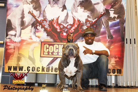 Cock Diesel Kennels, Cock Diesel Bloodline, Arizona Bully Breeder, 1 kennel in the in the world for pockets, xl, extreme, exotic bullys,  blue pitbulls, American Bully,ABKC, United States Bully Breeder