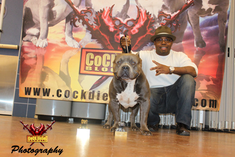 Cock Diesel Kennels, Cock Diesel Bloodline, Arizona Bully Breeder, 1 kennel in the in the world for pockets, xl, extreme, exotic bullys,  blue pitbulls, American Bully,ABKC, United States Bully Breeder