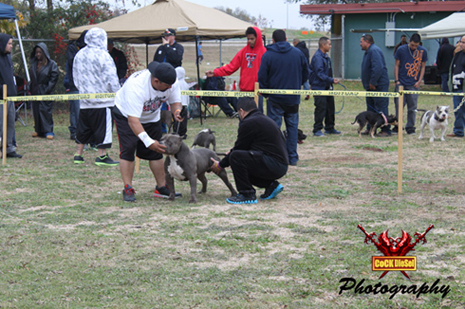 Cock Diesel Kennels, Cock Diesel Bloodline, Arizona Bully Breeder, 1 kennel in the in the world for pockets, xl, extreme, exotic bullys,  blue pitbulls, American Bully,ABKC, United States Bully Breeder