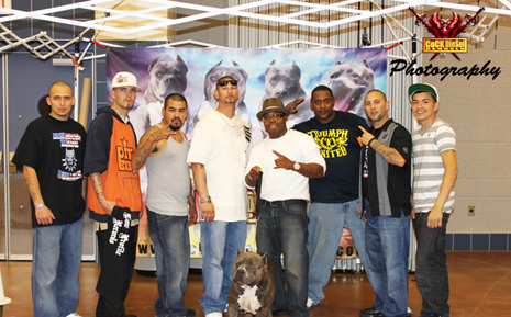 Cock Diesel Kennels, Cock Diesel Bloodline, Arizona Bully Breeder, 1 kennel in the in the world for pockets, xl, extreme, exotic bullys,  blue pitbulls, American Bully,ABKC, United States Bully Breeder