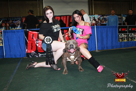 Cock Diesel Kennels, Cock Diesel Bloodline, Arizona Bully Breeder, 1 kennel in the in the world for pockets, xl, extreme, exotic bullys,  blue pitbulls, American Bully,ABKC, United States Bully Breeder