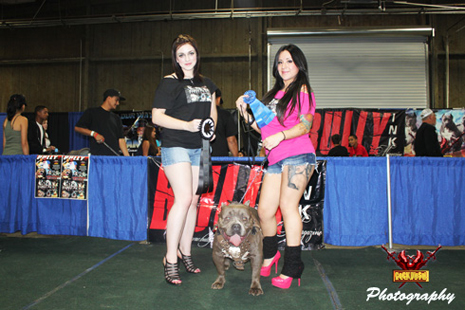 Cock Diesel Kennels, Cock Diesel Bloodline, Arizona Bully Breeder, 1 kennel in the in the world for pockets, xl, extreme, exotic bullys,  blue pitbulls, American Bully,ABKC, United States Bully Breeder