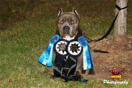 Cock Diesel Kennels, Cock Diesel Bloodline, Arizona Bully Breeder, 1 kennel in the in the world for pockets, xl, extreme, exotic bullys,  blue pitbulls, American Bully,ABKC, United States Bully Breeder