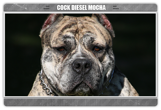 mocha