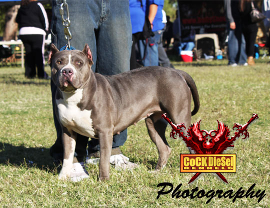 Cock Diesel Kennels, Cock Diesel Bloodline