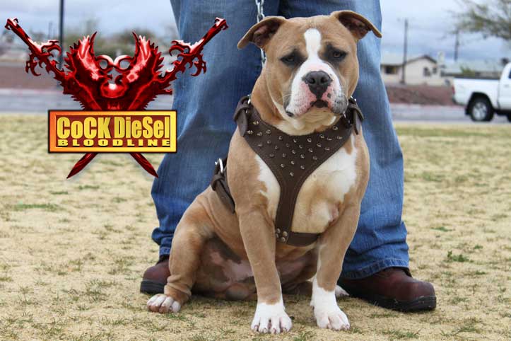 Cock Diesel Kennels, Cock Diesel Bloodline