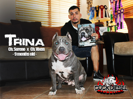 Cock Diesel Kennels, Cock Diesel Bloodline