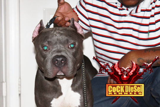 Cock Diesel Kennels, Cock Diesel Bloodline