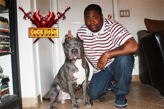 Cock Diesel Kennels, Cock Diesel Bloodline