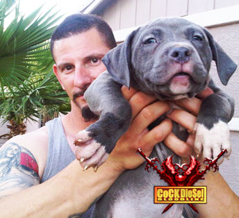 Cock Diesel Kennels, Cock Diesel Bloodline