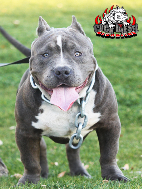 Cock Diesel Kennels, Cock Diesel Bloodline