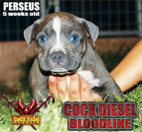 Cock Diesel Kennels