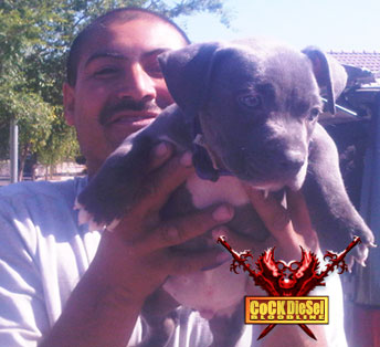 Cock Diesel Kennels, Cock Diesel Bloodline