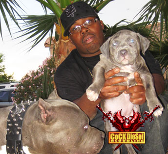 Cock Diesel Kennels, Cock Diesel Bloodline