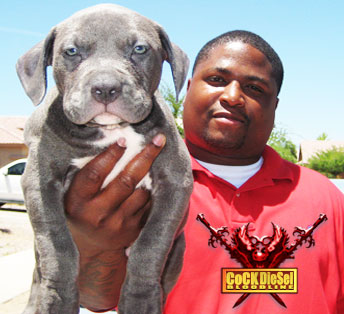 Cock Diesel Kennels, Cock Diesel Bloodline