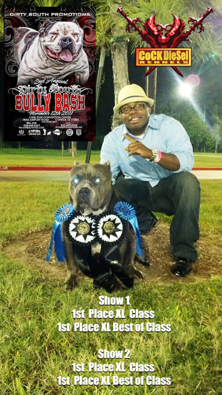 Ch. Surenos Pedigree, Cock Diesel Kennels, Cock Diesel Bloodline, Arizona Bully Breeder, 1 kennel in the in the world for pockets, xl, extreme, exotic bullys,  blue pitbulls, American Bully,ABKC, United States Bully Breeder