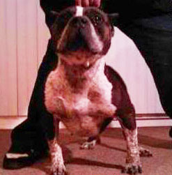 Ch. Surenos Pedigree, Cock Diesel Kennels, Cock Diesel Bloodline, Arizona Bully Breeder, 1 kennel in the in the world for pockets, xl, extreme, exotic bullys,  blue pitbulls, American Bully,ABKC, United States Bully Breeder