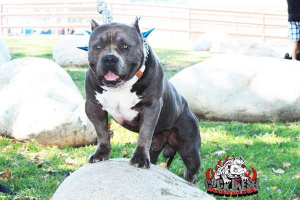 Ch. Surenos Pedigree, Cock Diesel Kennels, Cock Diesel Bloodline, Arizona Bully Breeder, 1 kennel in the in the world for pockets, xl, extreme, exotic bullys,  blue pitbulls, American Bully,ABKC, United States Bully Breeder